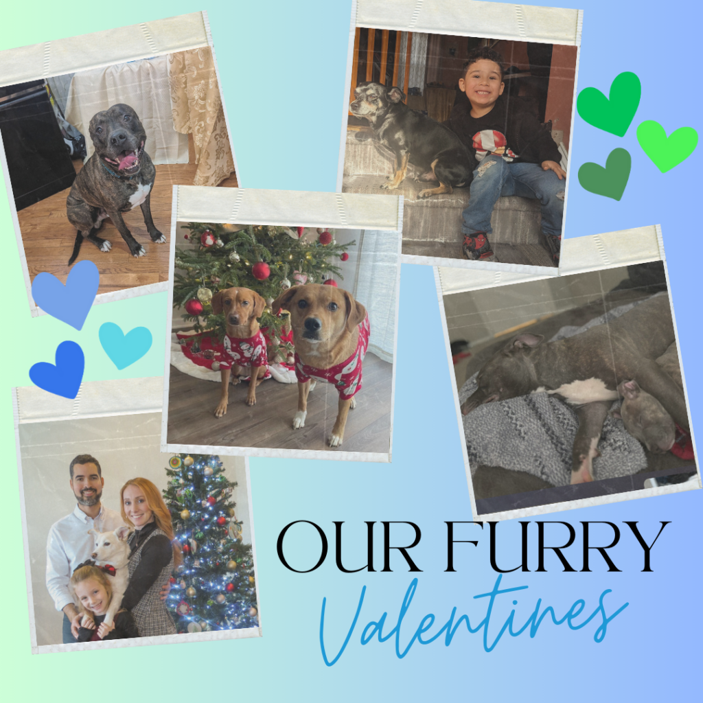 Finding Love in Furry Faces: Celebrating the Human-Animal Bond This Valentine's Day